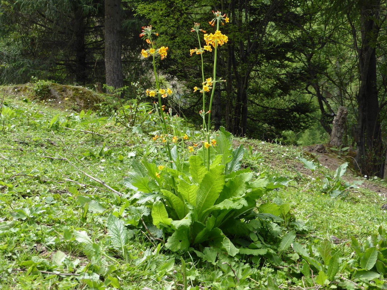 Primula chungensis — search result for 'Primula'