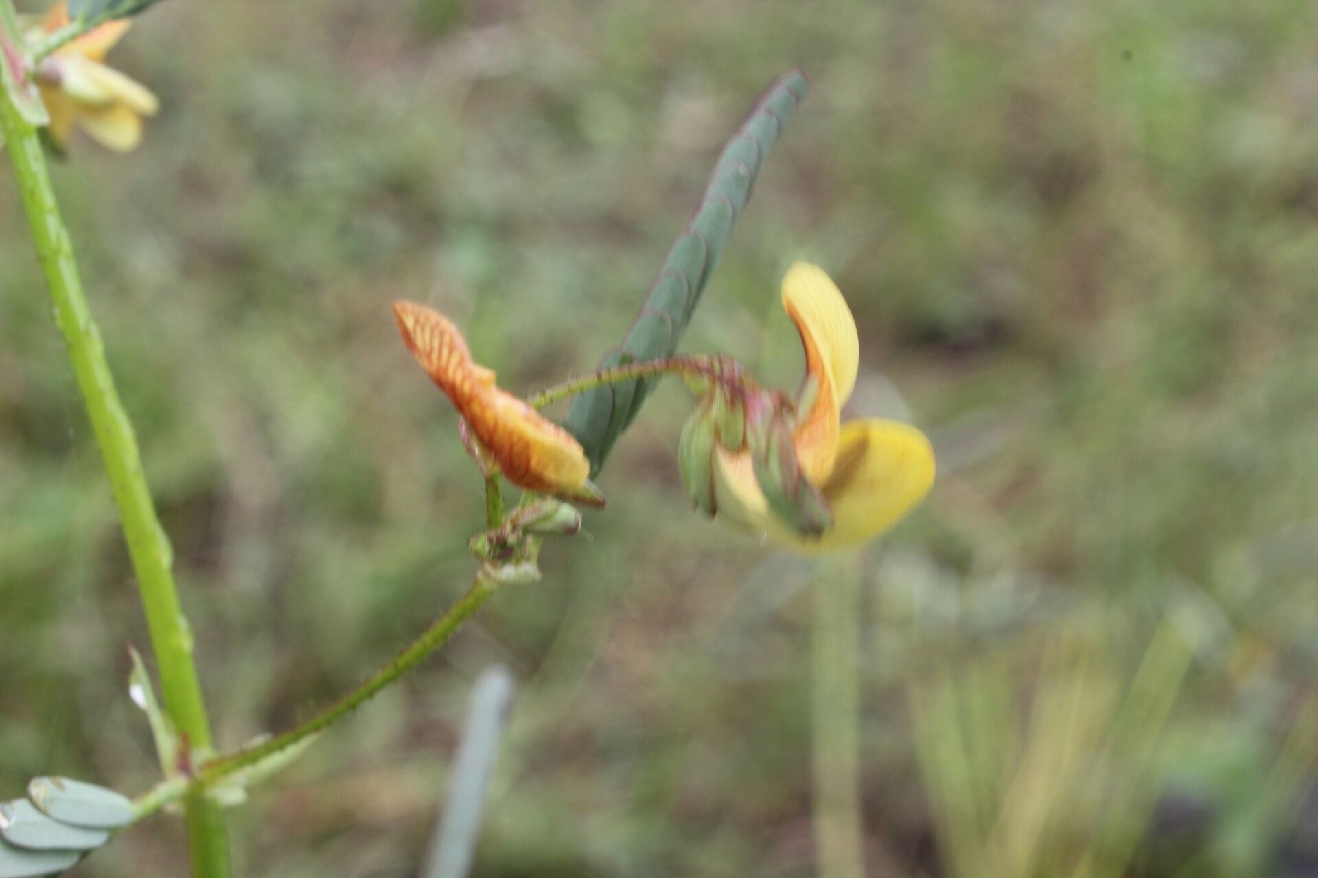 Aeschynomene rudis flower