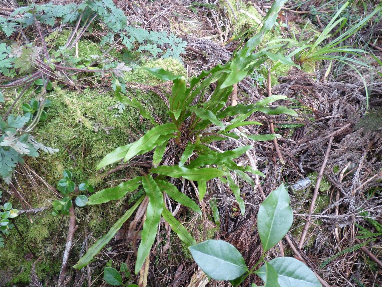Elaphoglossum aubertii habit