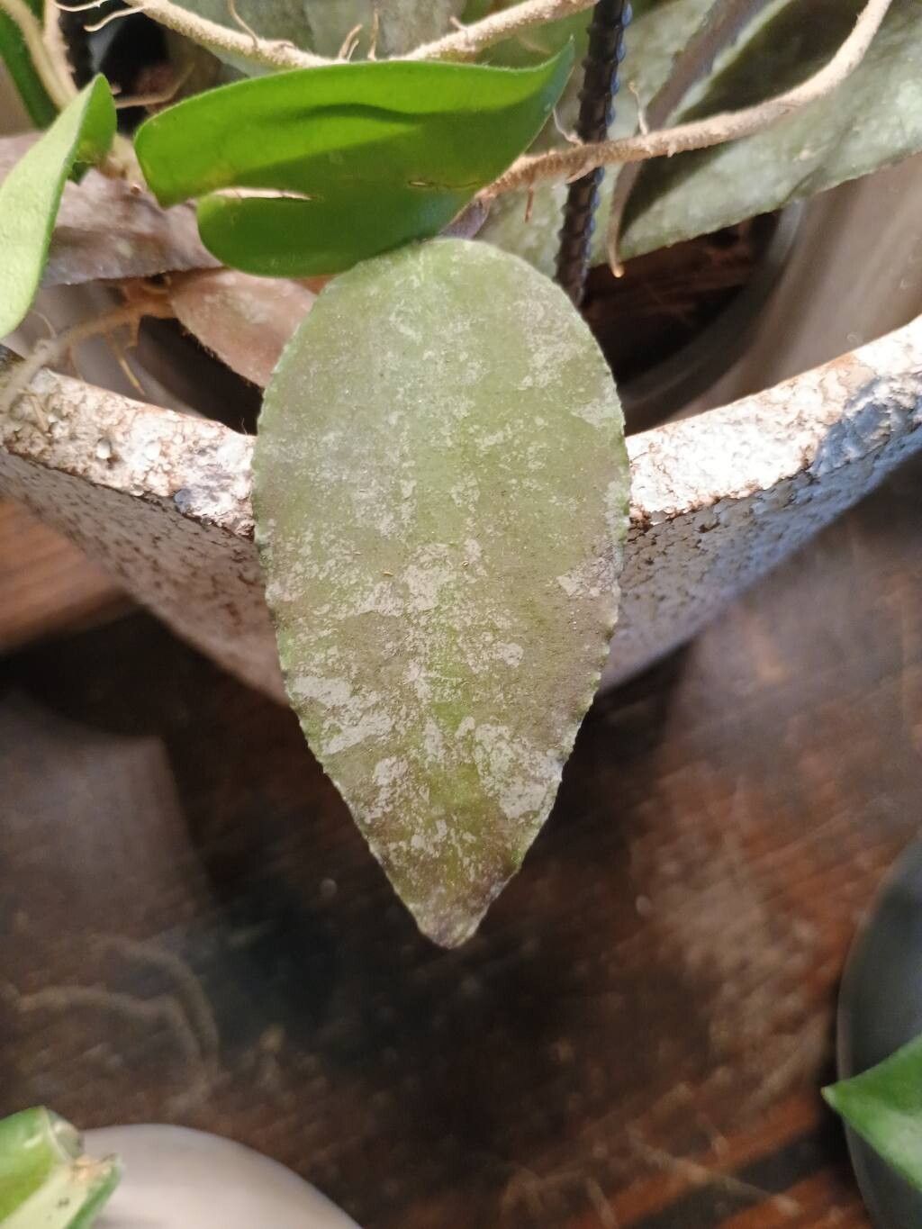 Hoya caudata — search result for 'Hoya'