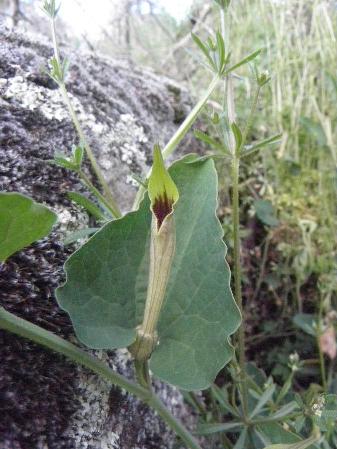 Aristolochia paucinervis flower