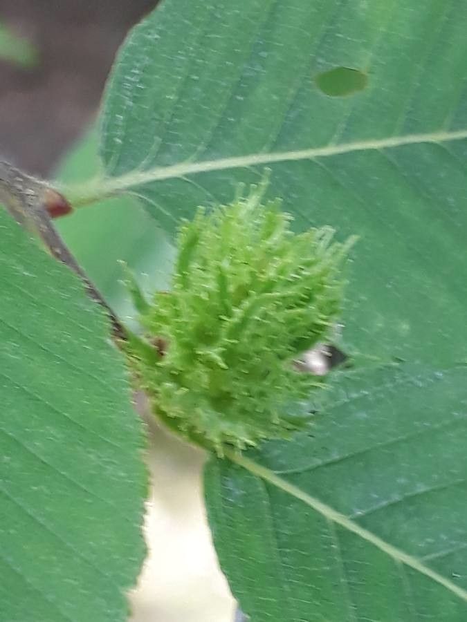 Nothofagus alpina flower