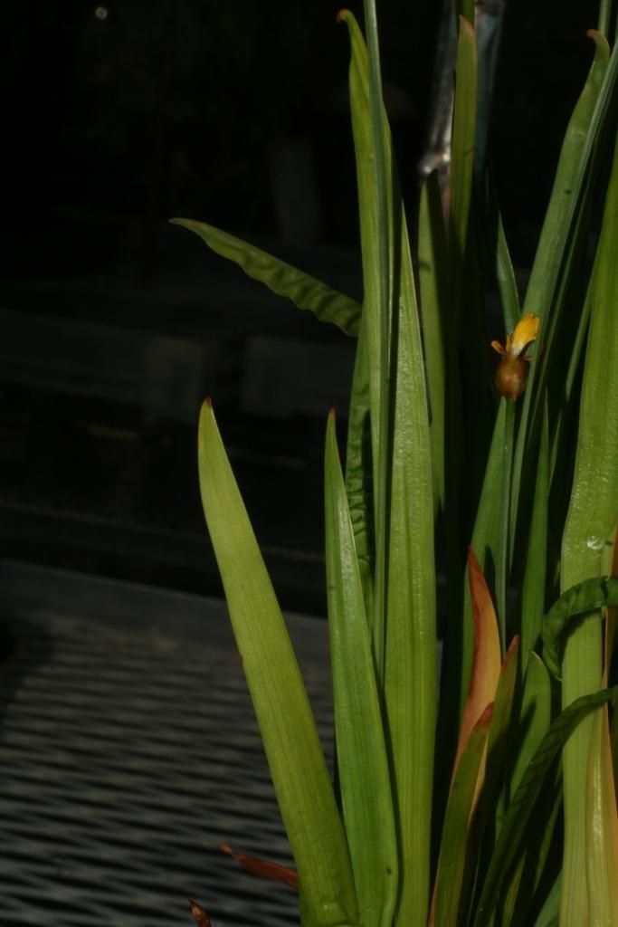 Xyris tennesseensis leaf