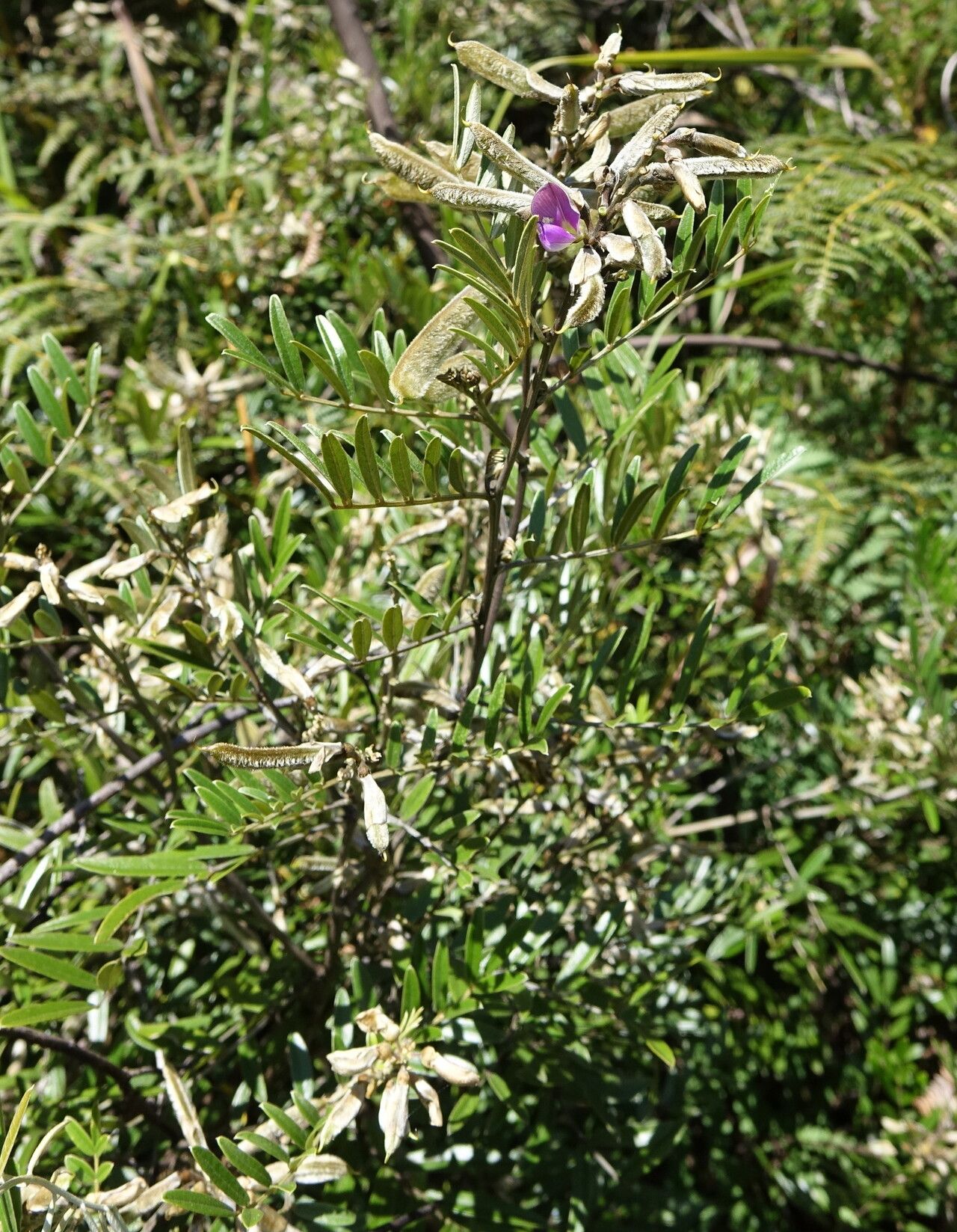 Mundulea barclayi — related species from the same genus