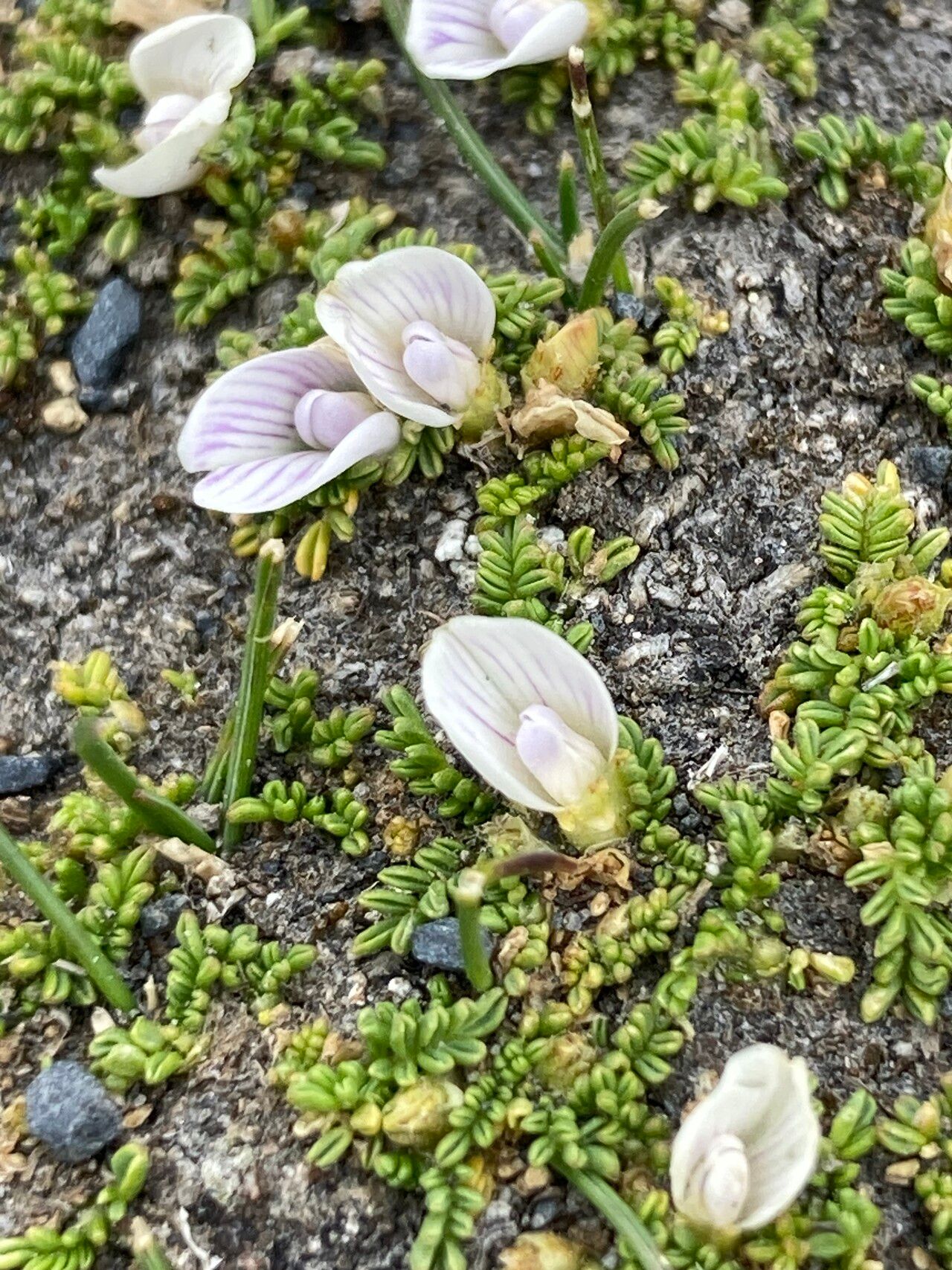 Astragalus diminutivus — houseplant care guide