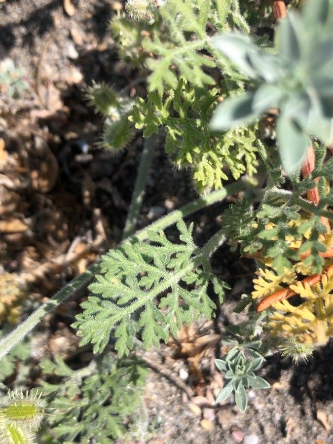 Pseudorlaya pumila — search result for 'Daucus'