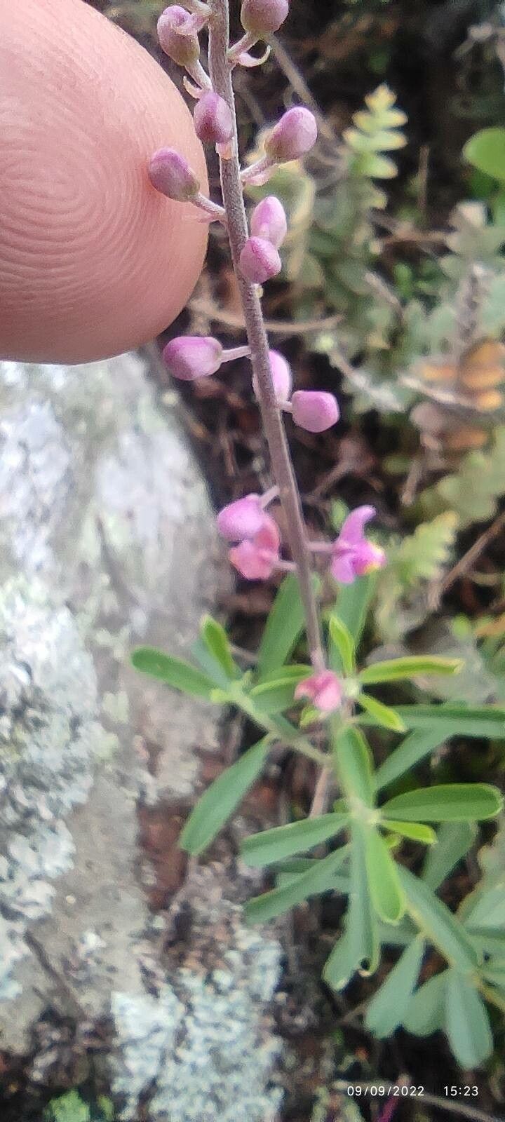 Polygala polygama — search result for 'Polygala'