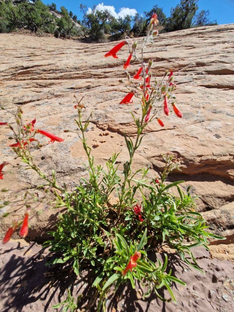 Penstemon rostriflorus habit