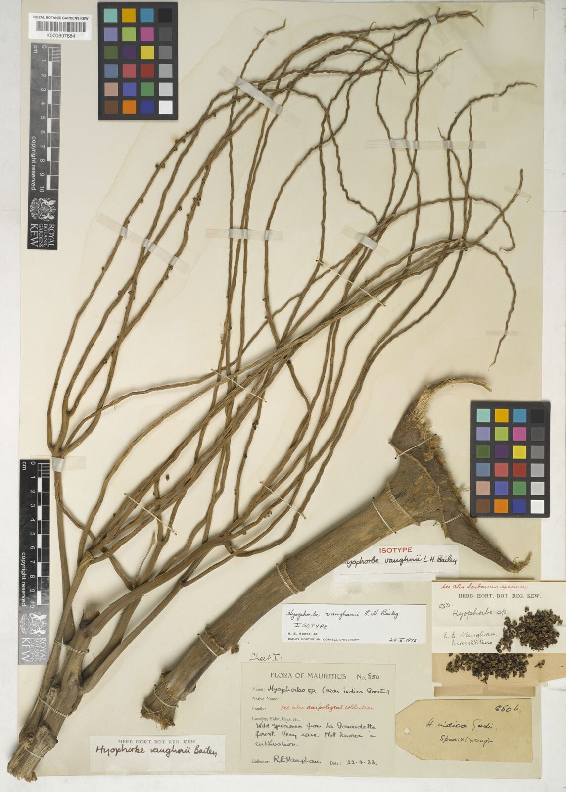 Hyophorbe vaughanii — related species from the same genus