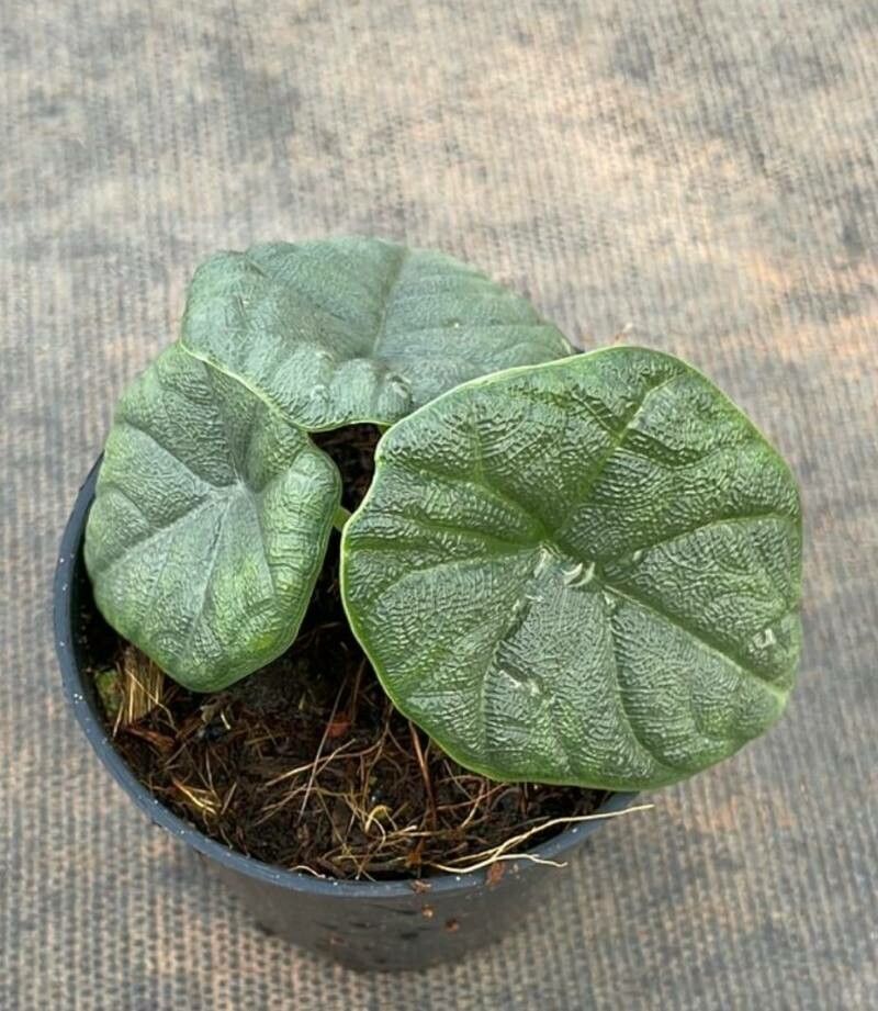 Alocasia melo — search result for 'Alocasia'
