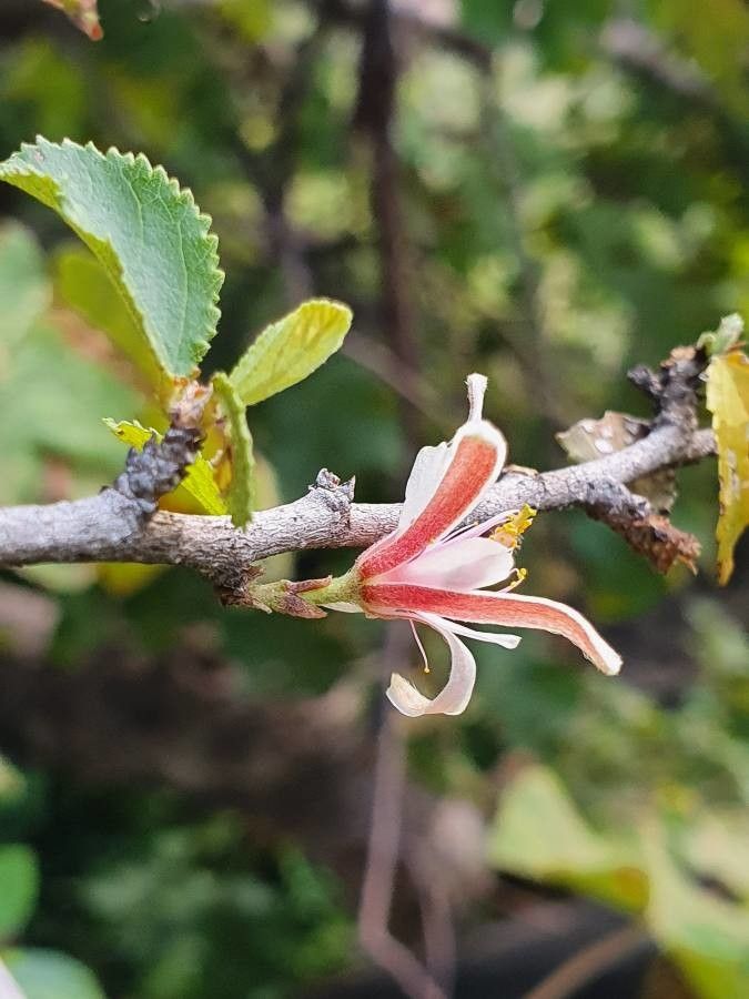 Grewia kakothamnos flower