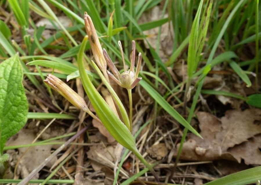 Gagea pratensis fruit