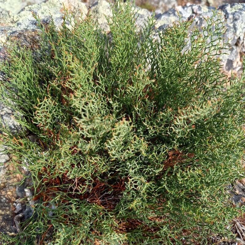 Limonium articulatum — search result for 'Limonium'