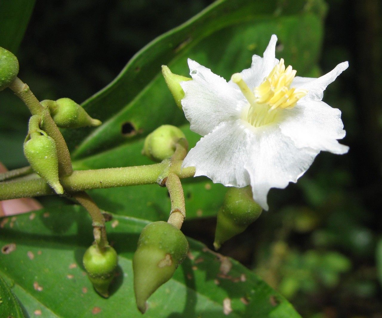 Miconia tenuifolia — houseplant care guide