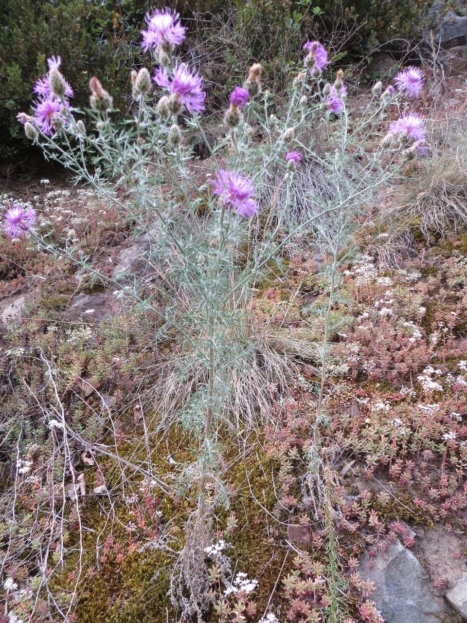 Centaurea maculosa habit