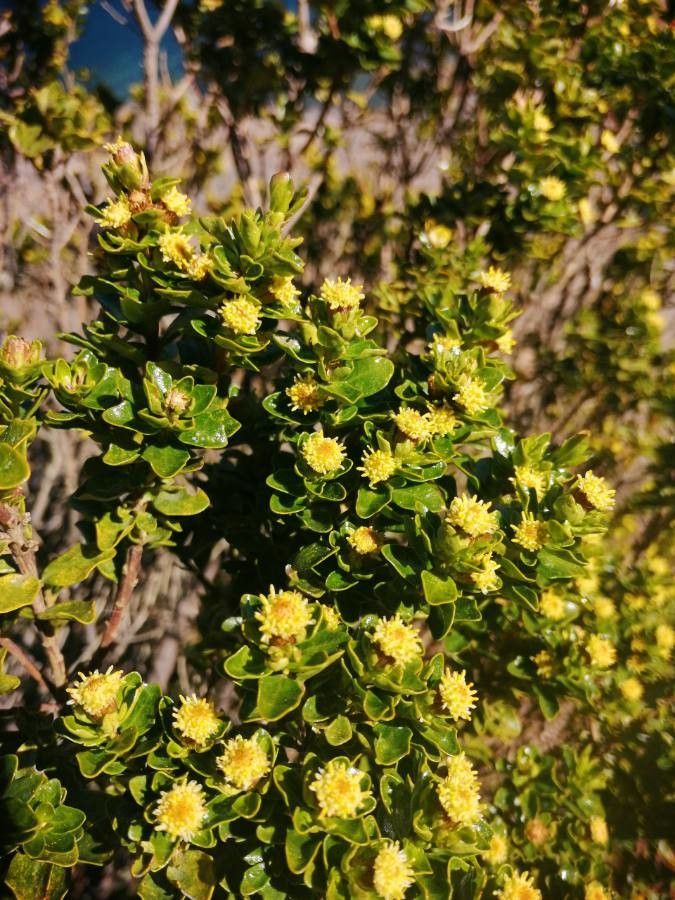 Baccharis papillosa flower