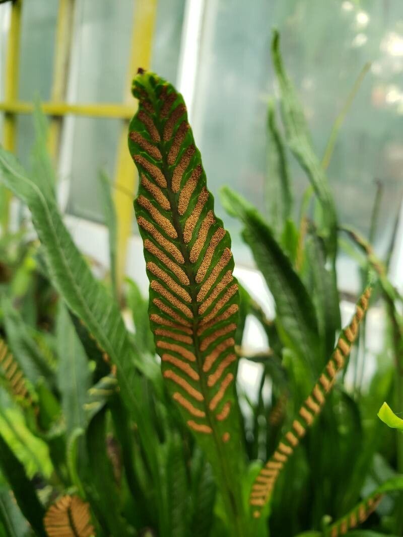 Leptochilus macrophyllus fruit