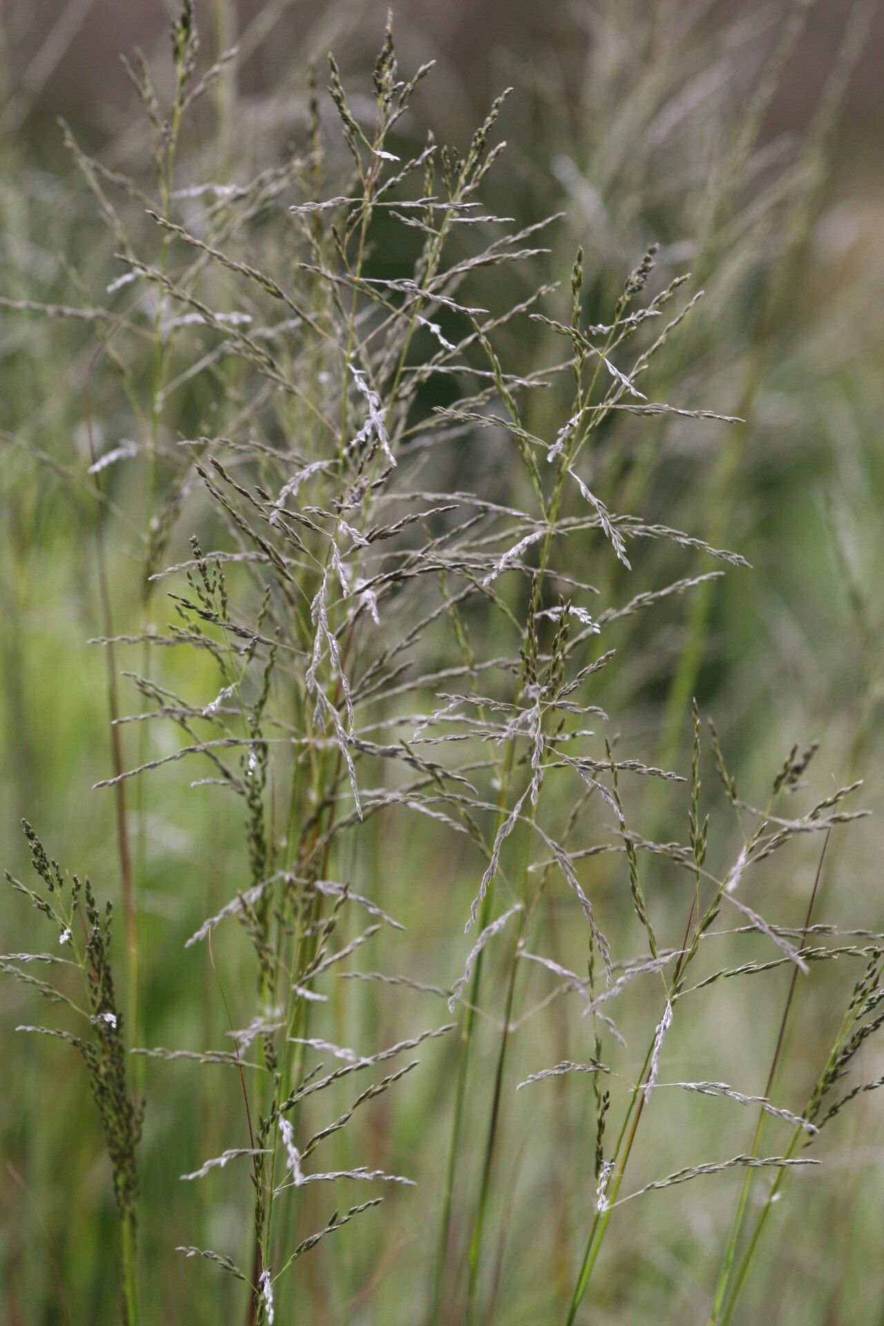 Eragrostis curvula flower