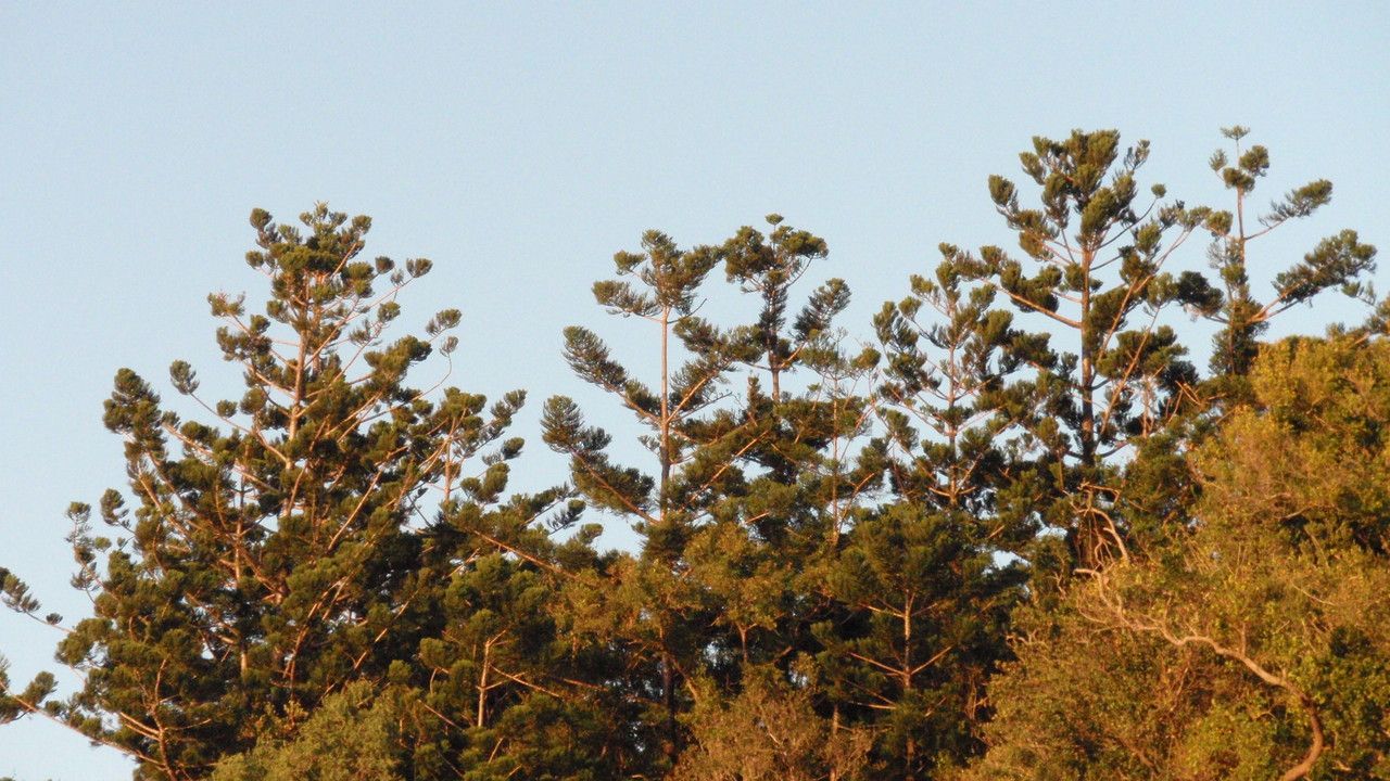 Araucaria cunninghamii habit