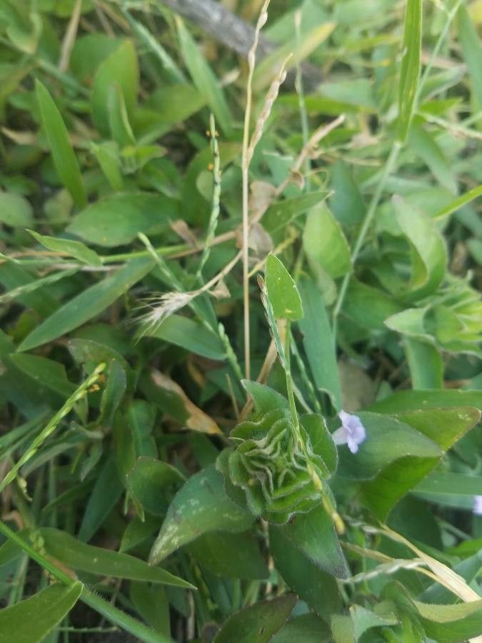 Ruellia blechum — search result for 'Ruellia'