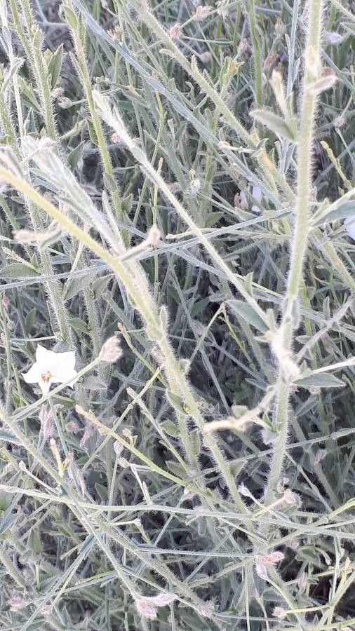 Convolvulus virgatus — search result for 'Convolvulus'