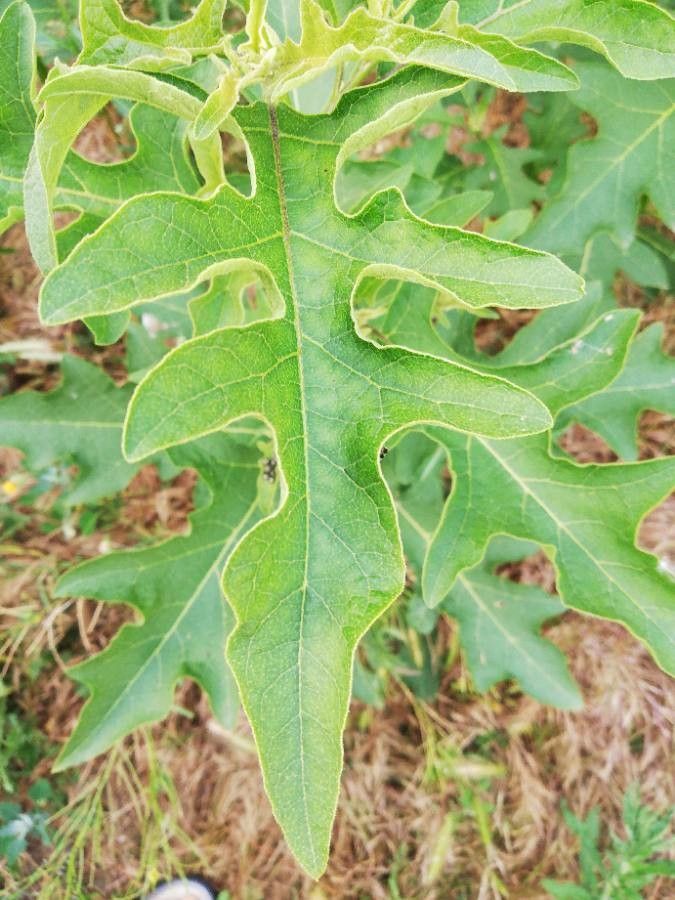 Solanum dimidiatum leaf