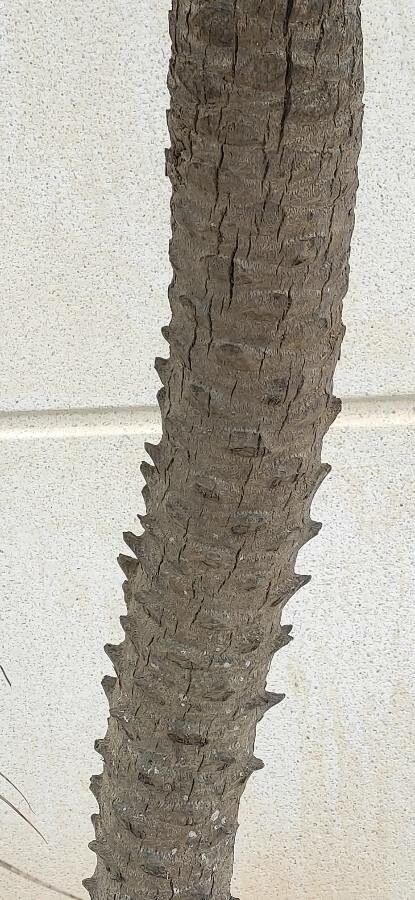 Phoenix loureiroi bark