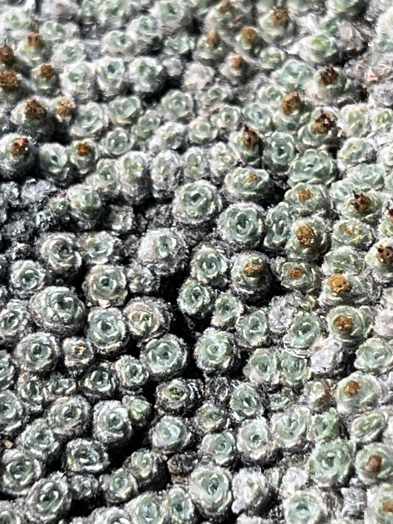 Mniodes andina flower