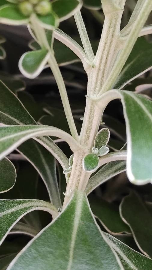 Ajania pacifica bark