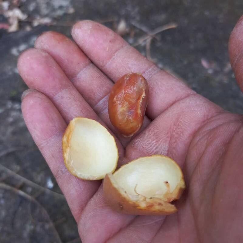 Aglaia korthalsii other