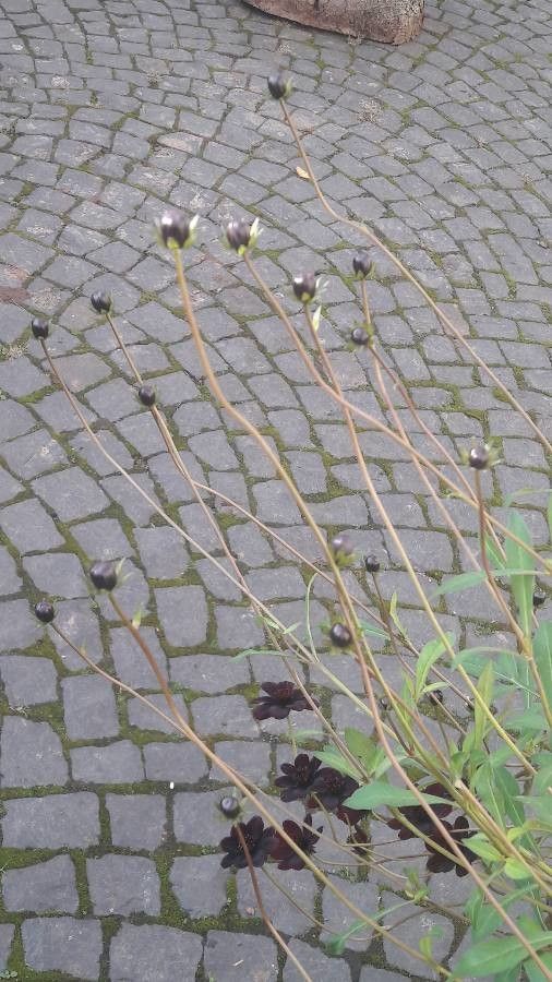 Cosmos atrosanguineus habit