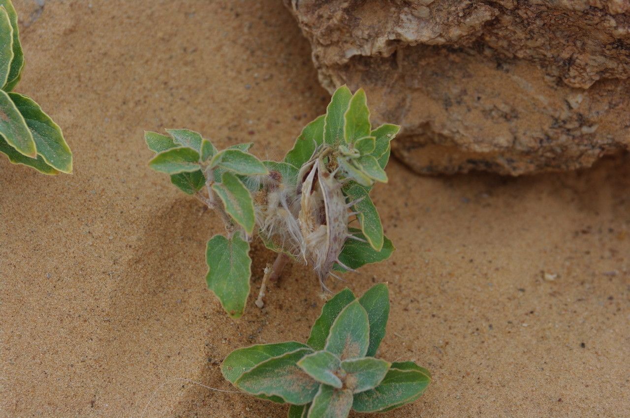 Cynanchum boveanum leaf