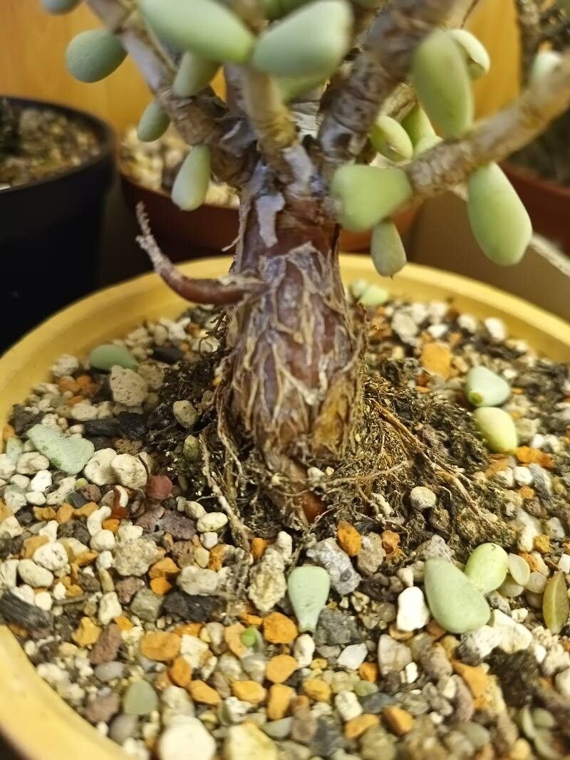 Portulacaria pygmaea bark