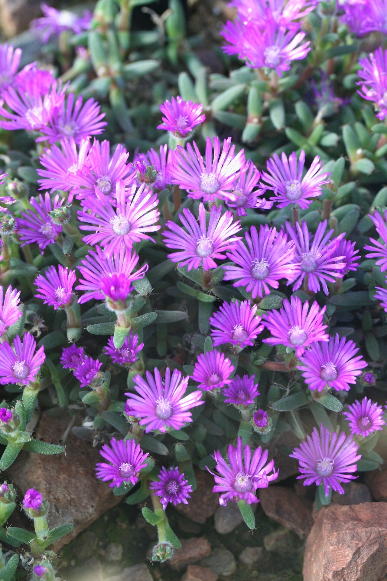 Trichodiadema barbatum — related species from the same genus