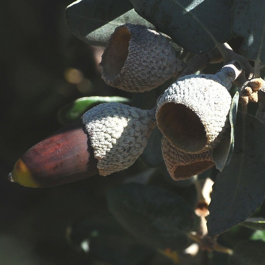 Quercus rotundifolia fruit