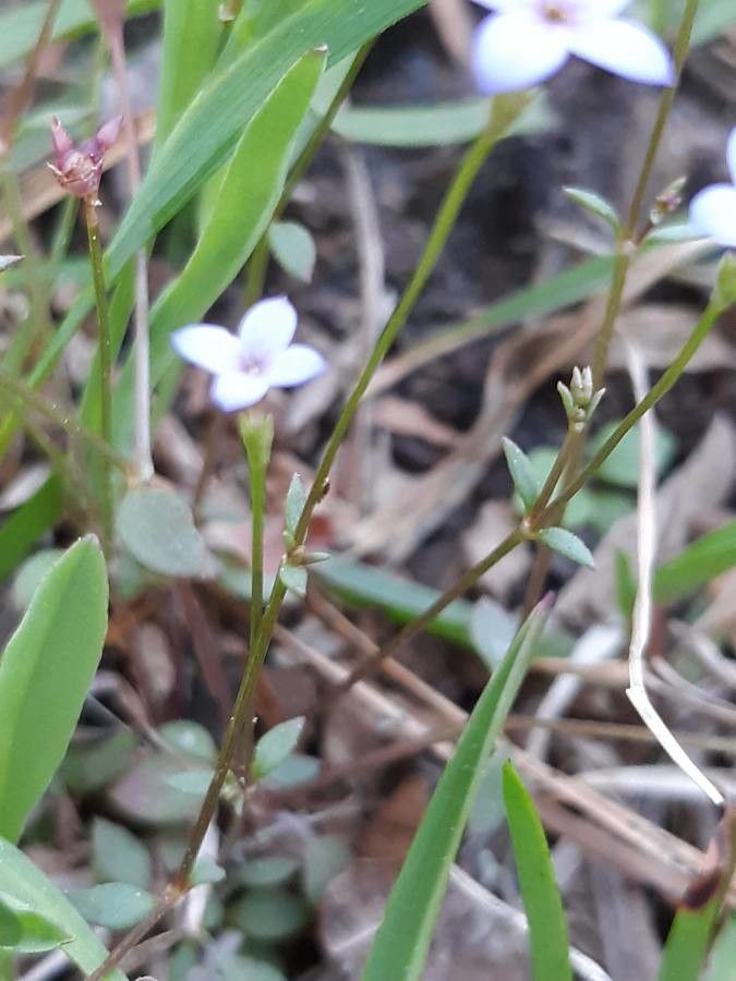 Houstonia pusilla bark