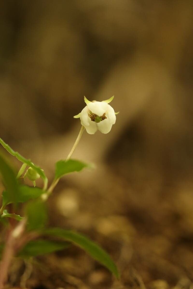 Chimaphila japonica — related species from the same genus