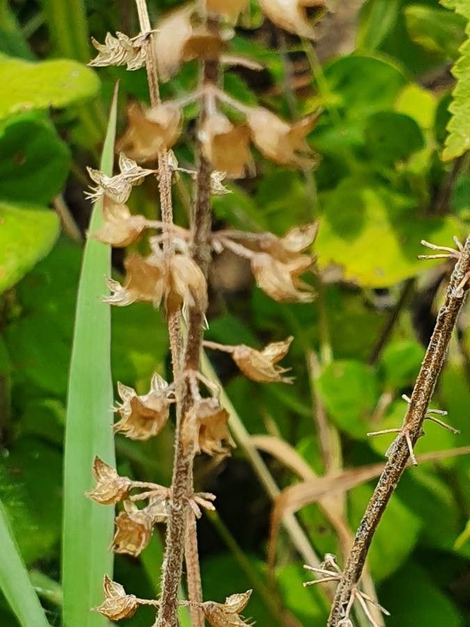 Orthosiphon rubicundus fruit