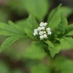 Valeriana flaccidissima