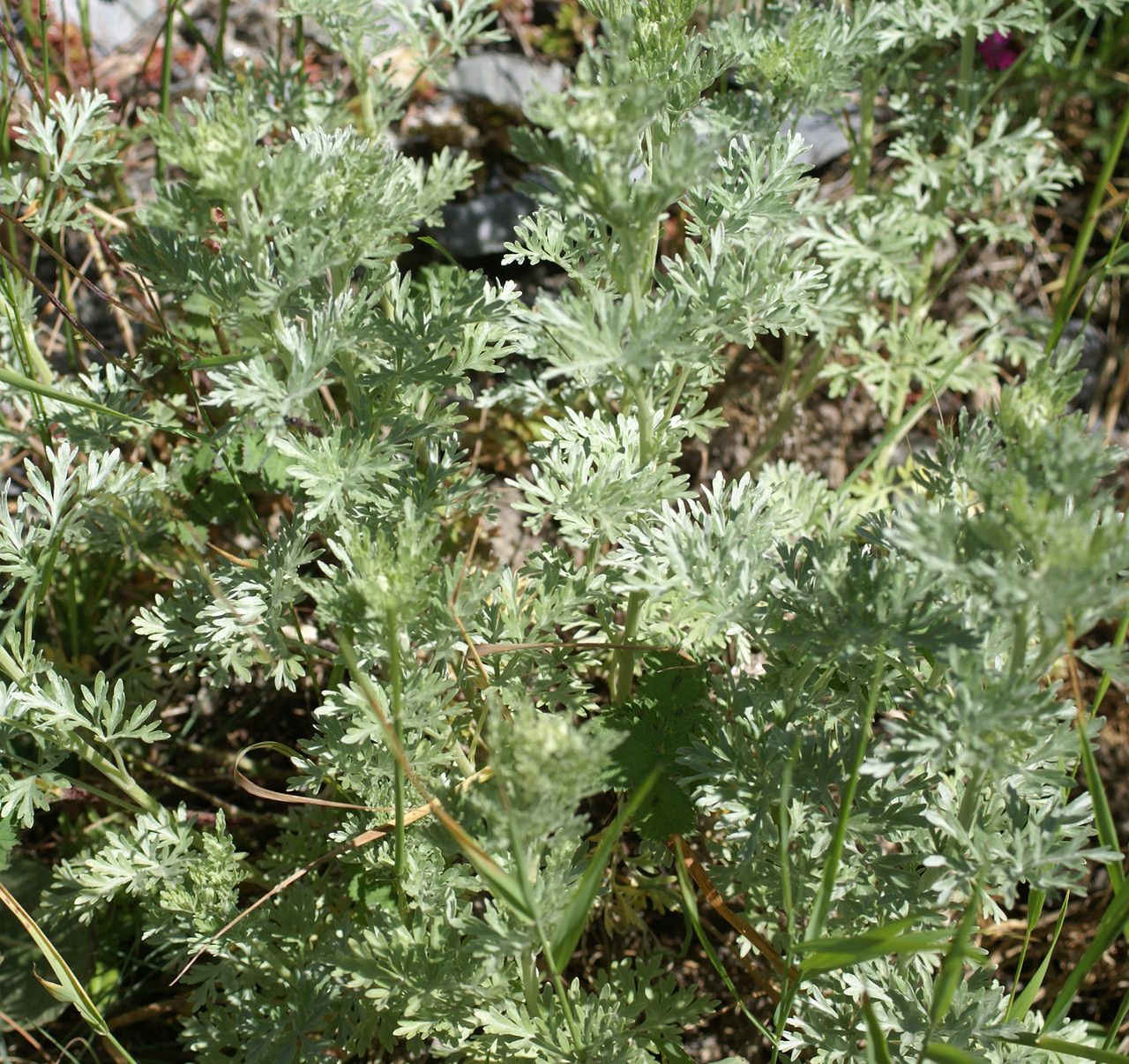 Artemisia vallesiaca habit