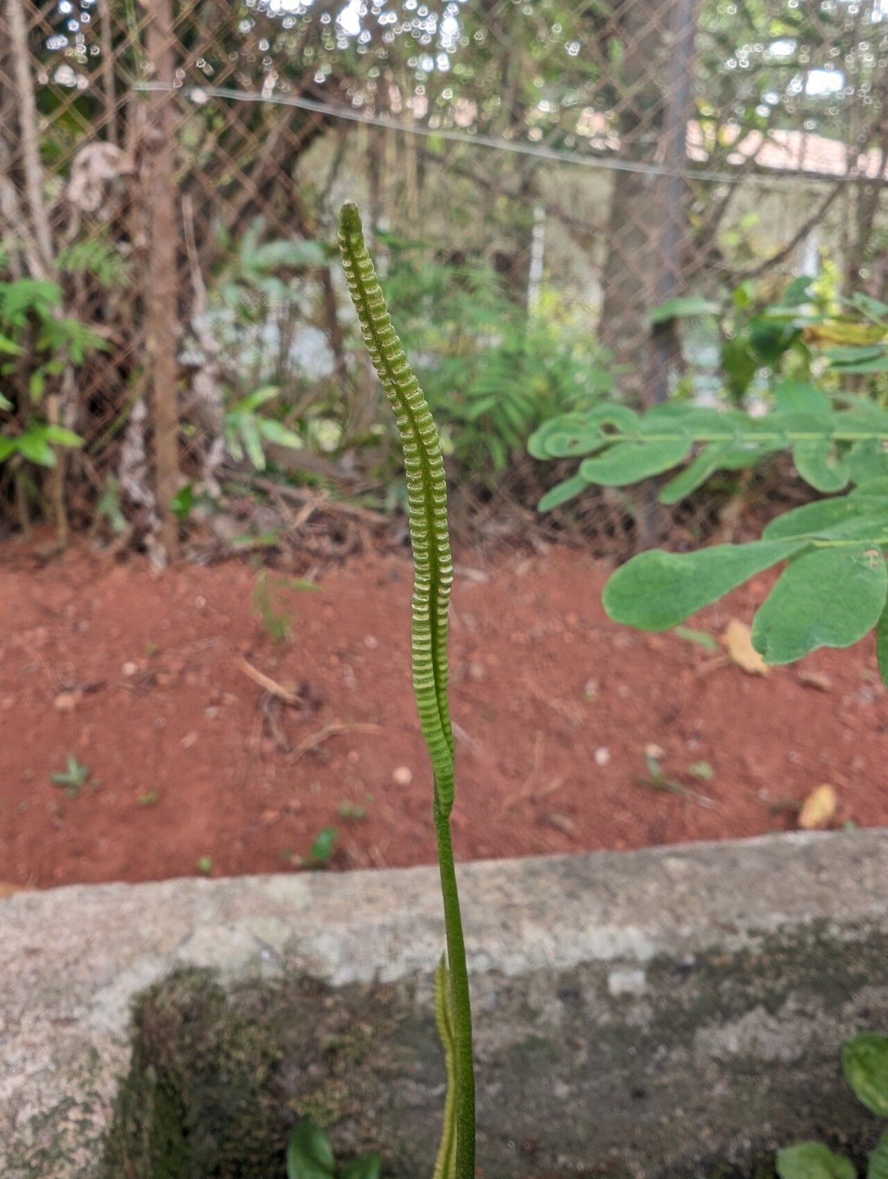 Ophioglossum reticulatum leaf