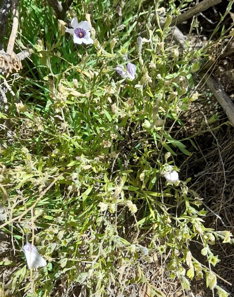 Nierembergia browallioides habit