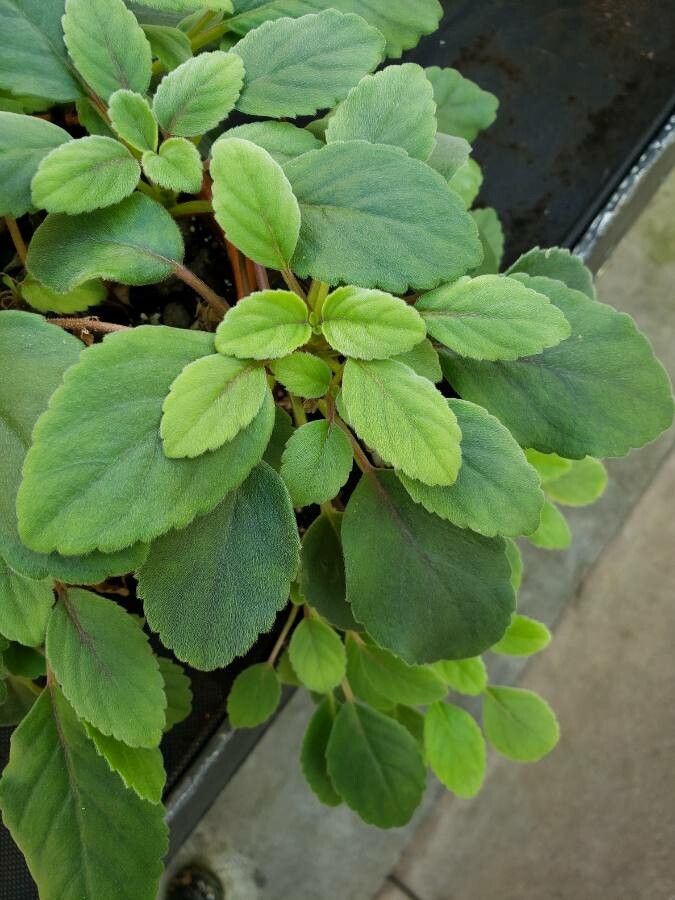 Episcia dianthiflora — related species from the same genus