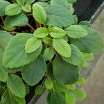 Episcia dianthiflora
