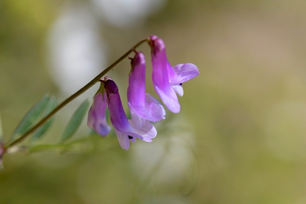 Vicia elegantissima flower