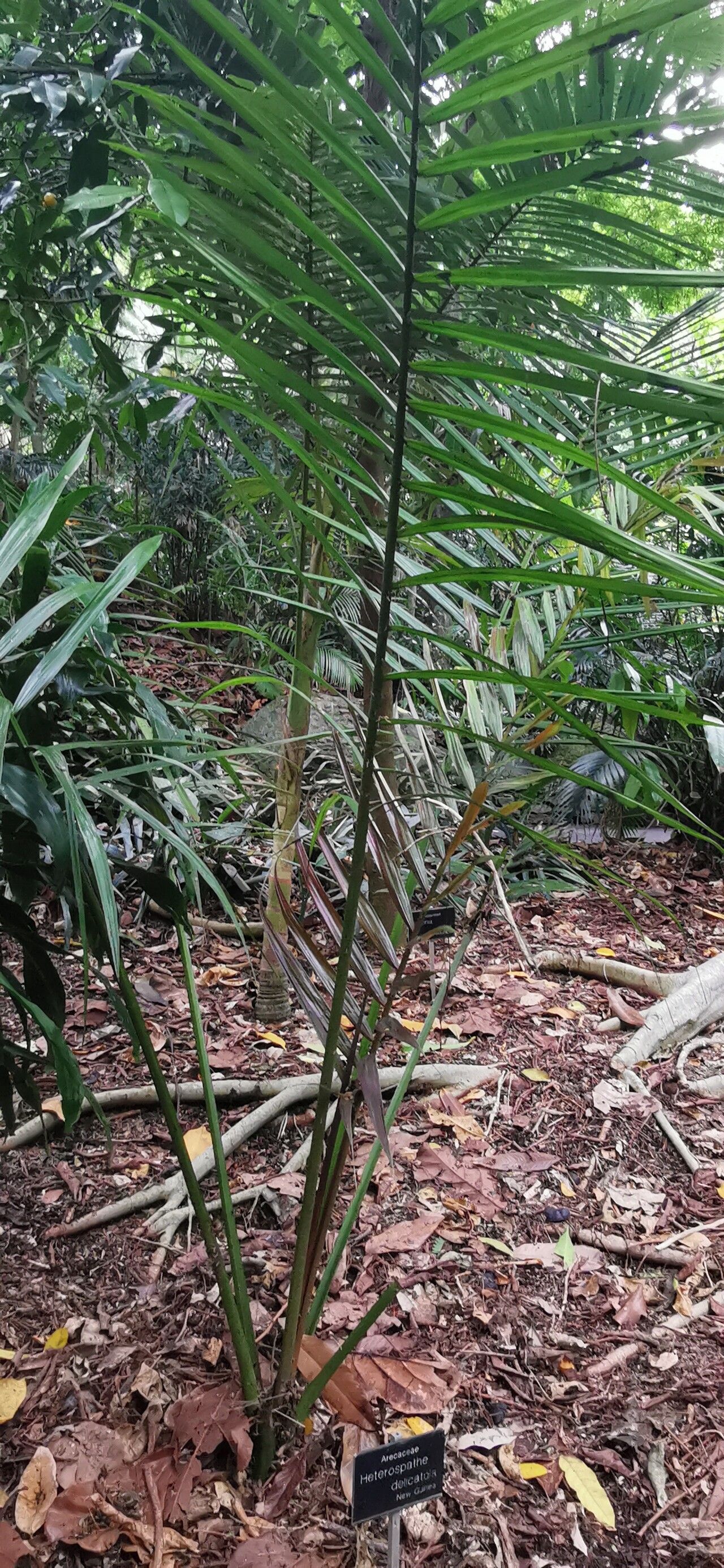 Heterospathe sphaerocarpa habit