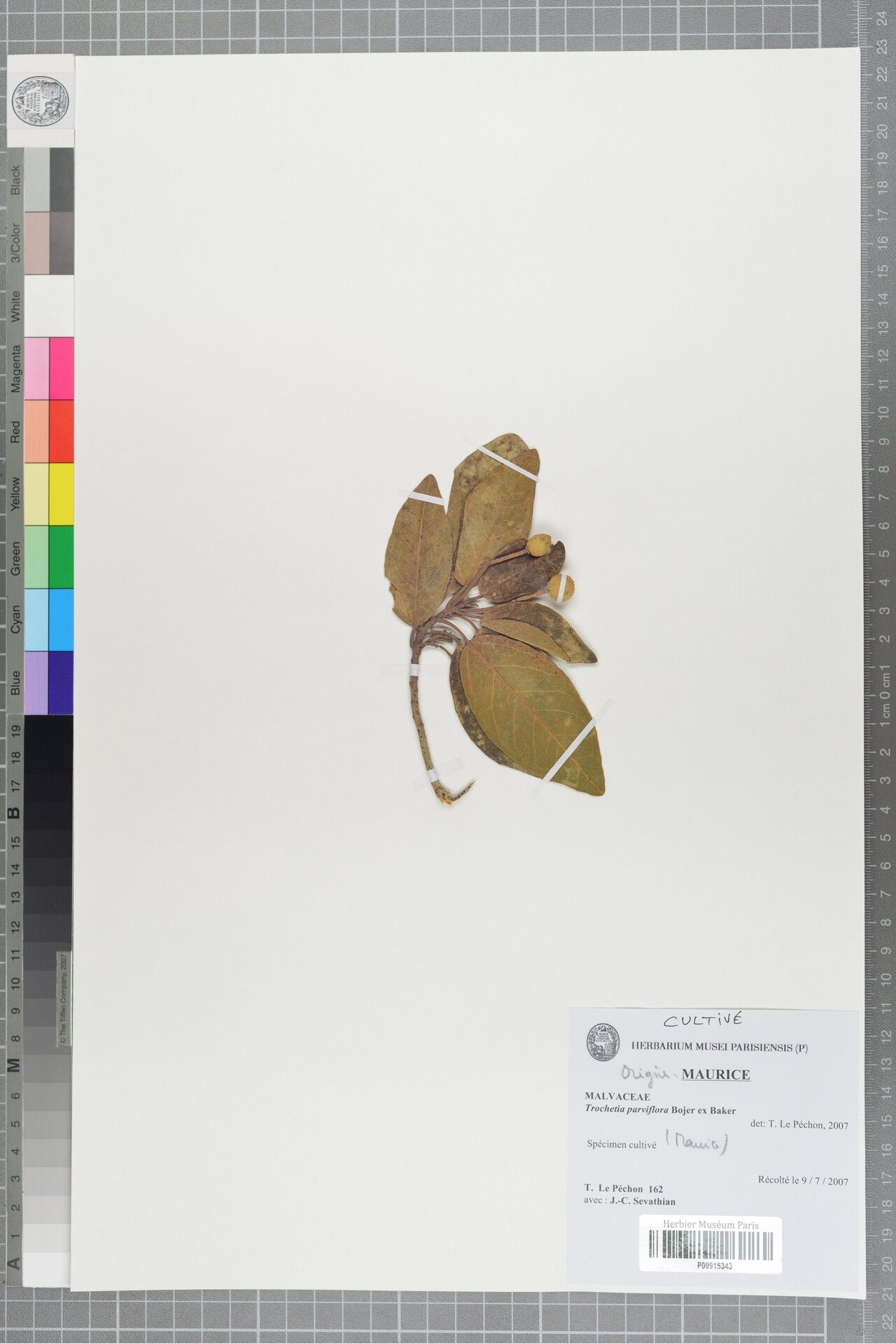 Ruizia parviflora — houseplant care guide