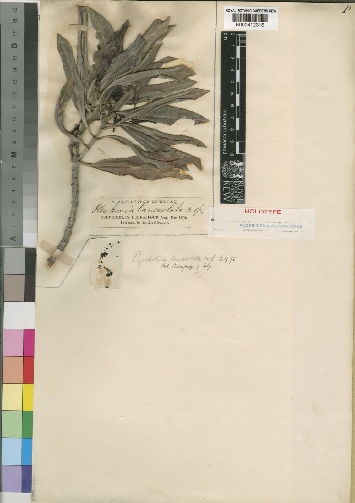 Psychotria balfouriana — houseplant care guide