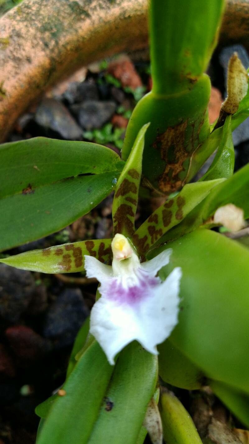 Aspasia lunata — related species from the same genus