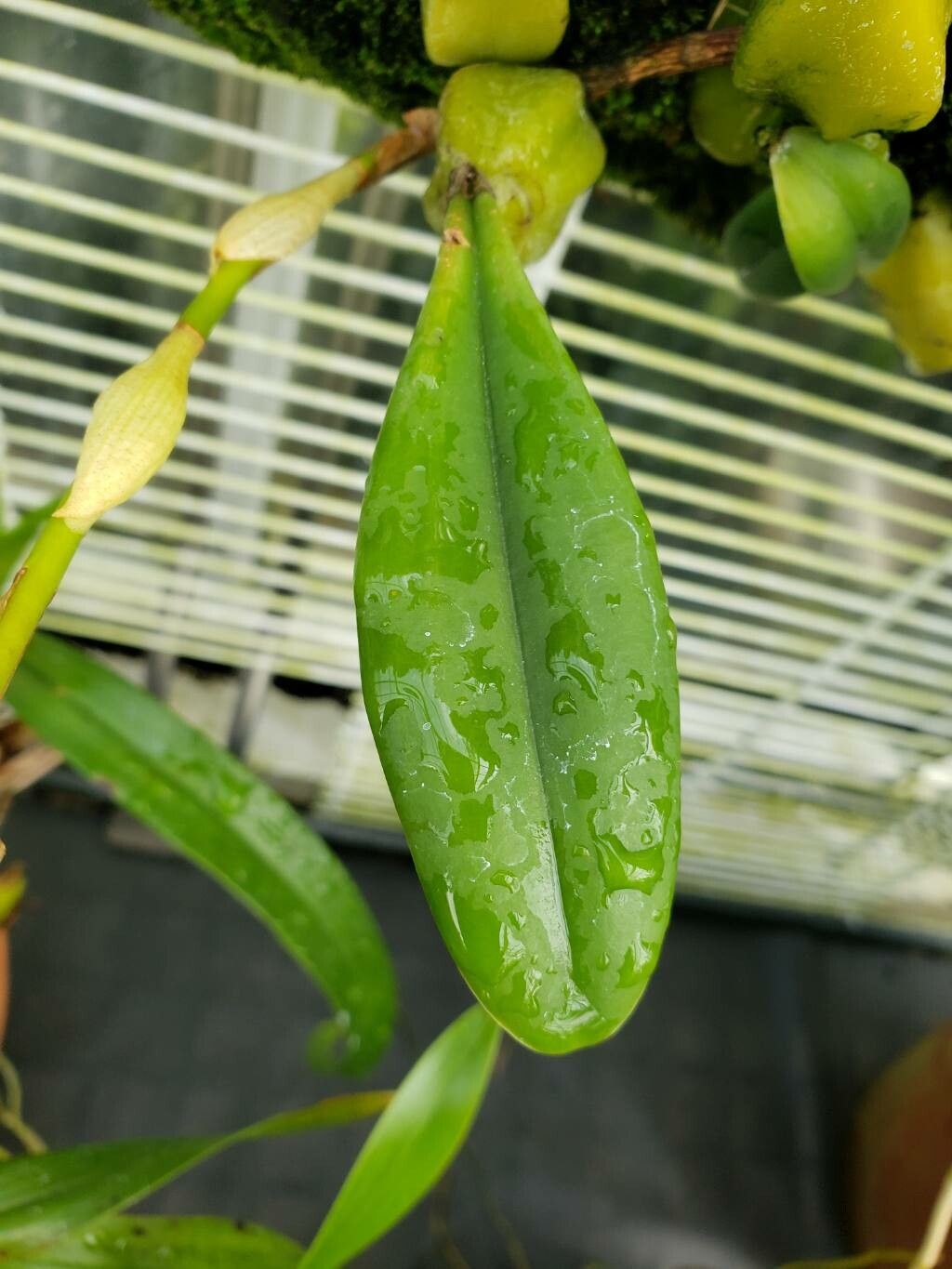 Bulbophyllum rufinum — houseplant care guide